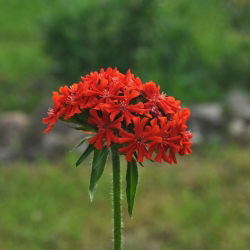 Grimizna ličnica, sjemenke malteškog križa - Lychnis chalcedonica - 1000 sjemenki