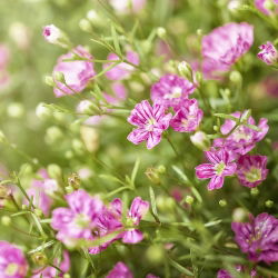 Sommer Schleierkraut gemischte Samen - Gypsophila elegans - 2800 Samen