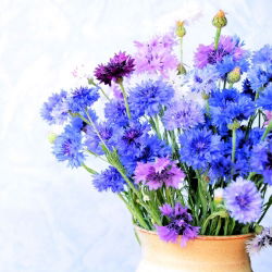 Rukkilill - segu - 200 seemned - Centaurea cyanus