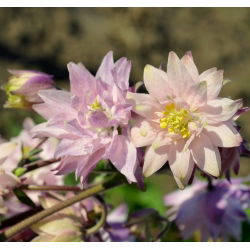 Teltvirágú harangláb - Aquilegia vulgaris - Lenyűgöző virágok, tökéletes csokrokhoz - Friss vetőmagok