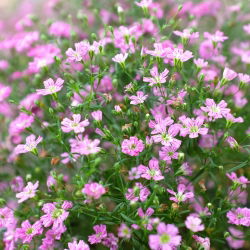 Sommer Schleierkraut gemischte Samen - Gypsophila elegans - 2800 Samen