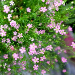Sommer Schleierkraut gemischte Samen - Gypsophila elegans - 2800 Samen