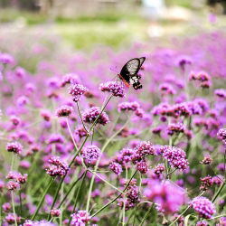 Tinggi Verbena, biji Purpletop Vervain - Verbena bonariensis - 500 biji - Verbena patagonica