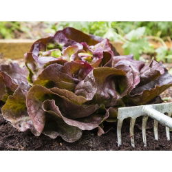 Зелена маслинена зелена салата - Lactuca sativa - 900 семена - Lactuca sativa L. var. Capitata