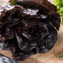 Зелена маслинена зелена салата - Lactuca sativa - 900 семена - Lactuca sativa L. var. Capitata