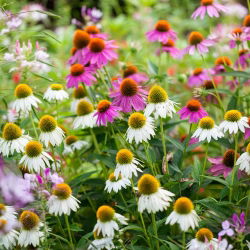 Hạt hỗn hợp hình nón - Echinacea - 200 hạt - Echinacea purpurea