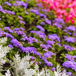 Agerantum, Floss Sjeme cvijeća - Ageratum houstonianum Mill. - 3750 sjemenki - sjemenke