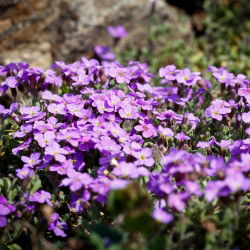 Aubrieta - 1000 seemned - Aubrieta Adans