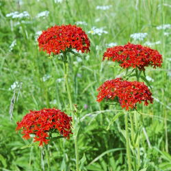 Grimizna ličnica, sjemenke malteškog križa - Lychnis chalcedonica - 1000 sjemenki