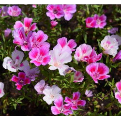 Sementes de cetim Godetia mix - Godetia grandiflora - 1500 sementes