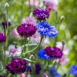 Rukkilill - segu - 200 seemned - Centaurea cyanus