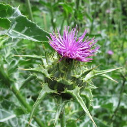 Cardo mariano - Silybum marianum - Hermosa y beneficiosa, imprescindible en el jardín - Semillas frescas
