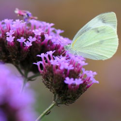 Tinggi Verbena, biji Purpletop Vervain - Verbena bonariensis - 500 biji - Verbena patagonica
