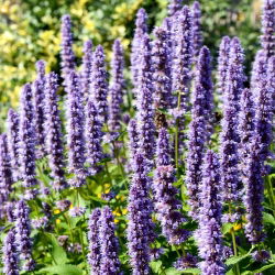 Hummingbird Mint sjemenke - Agastache mexicana - Plectranthus amboinicus