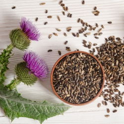 Cardo mariano - Silybum marianum - Hermosa y beneficiosa, imprescindible en el jardín - Semillas frescas