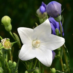Balloon Flower Fuji White seemned - Platycodon grandiflorus - 110 seemnet