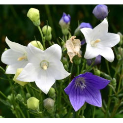 Balloon Flower Fuji White seemned - Platycodon grandiflorus - 110 seemnet