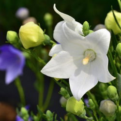 Balloon Flower Fuji White seemned - Platycodon grandiflorus - 110 seemnet
