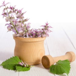 Salvia romana - Salvia sclarea - Belleza impresionante con hojas aromáticas - Semillas frescas