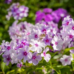 Vuosittainen Phlox, Drummondin Phlox-siemenet - Phlox drummondii - 250 siemeniä