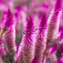 Federbusch Celosie - Flamingo - Celosia spicata - Elegante zweifarbige Blütentürme - Samen