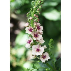Purple Mullein seemned - Verbascum phoeniceum - 800 seemnet