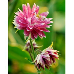 Семе Цолумбине Нора Барлов - Акуилегиа вулгарис фл.пл. - 350 семена - Aquilegia vulgaris ‘Nora Barlow'