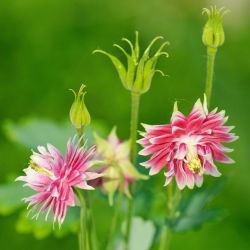 Семе Цолумбине Нора Барлов - Акуилегиа вулгарис фл.пл. - 350 семена - Aquilegia vulgaris ‘Nora Barlow'