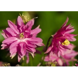 Teltvirágú harangláb - Aquilegia vulgaris - Lenyűgöző virágok, tökéletes csokrokhoz - Friss vetőmagok