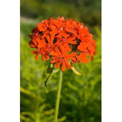 Grimizna ličnica, sjemenke malteškog križa - Lychnis chalcedonica - 1000 sjemenki