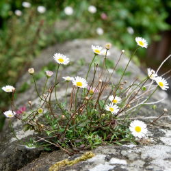 Meksikon Fleabane-siemenet - Erigeron karvinskianus - 390 siemeniä