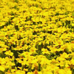 Törpe büdöske - Golden Gem - 600 magok - Tagetes tenuifolia