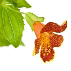 Hạt hổ hoa (hỗn hợp) - Mimulus tigrinus - 2500 hạt