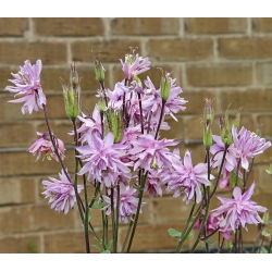 Teltvirágú harangláb - Aquilegia vulgaris - Lenyűgöző virágok, tökéletes csokrokhoz - Friss vetőmagok