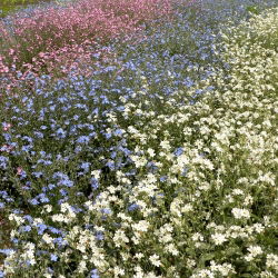 Alpine Forget-Me-Ei segatud seemned - Myosotis alpestris - 800 seemet