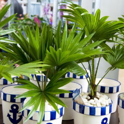 Palm mixed seeds - 5 seeds