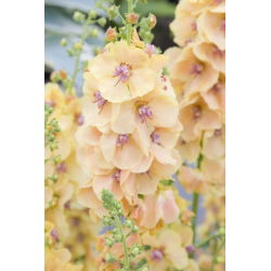 Purple Mullein seemned - Verbascum phoeniceum - 800 seemnet