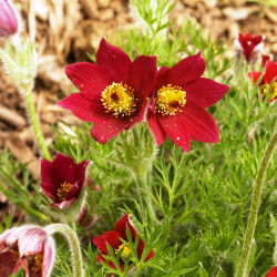 Червона паска Семена квітів - Анемон пульсатілья - 38 насінин - Anemone pulsatilla - насіння
