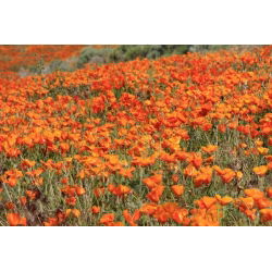 California Poppy, Biji Poppy emas - Eschscholzia californica - 600 biji - benih