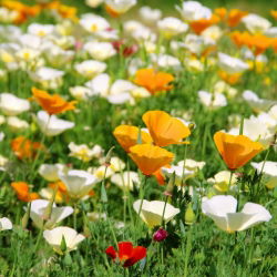 California Poppy, Biji Poppy emas - Eschscholzia californica - 600 biji - benih
