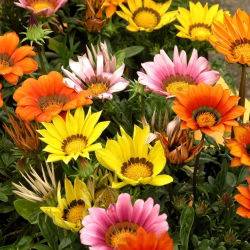 Сокровища цветов, Газания смесь семян - Газания Ригенс - 130 семян - Gazania splendens - семена