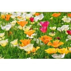 California Poppy, Biji Poppy emas - Eschscholzia californica - 600 biji - benih