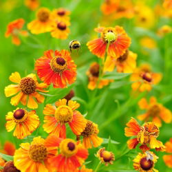 Hạt Sneezeweed phổ biến - Helenium fallale - 500 hạt - Helenium autumnale