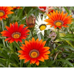 Сокровища цветов, Газания смесь семян - Газания Ригенс - 130 семян - Gazania splendens - семена