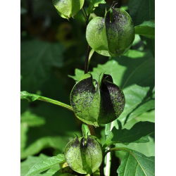 Nikandra - Nicandra physalodes - Crește până la 90 cm, ideal pentru grădinile sălbatice - Semințe proaspete