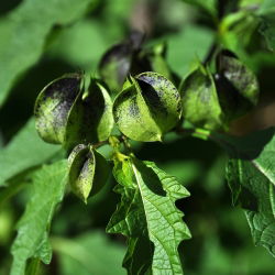 Nikandra - Nicandra physalodes - Crește până la 90 cm, ideal pentru grădinile sălbatice - Semințe proaspete