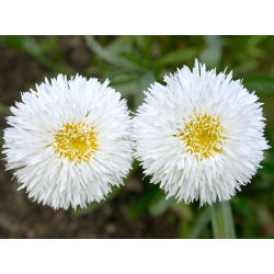 Margherita - Crazy Daisy - Chrysanthemum leucanthemum - Eleganza candida, ideale per bouquet - Semi Freschi