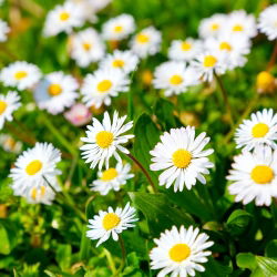 Margareeta - valge - 1200 seemned - Bellis perennis