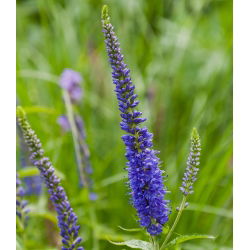 Spike Speedwell semințe - Veronica spicata - 1000 de semințe