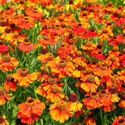 Hạt Sneezeweed phổ biến - Helenium fallale - 500 hạt - Helenium autumnale